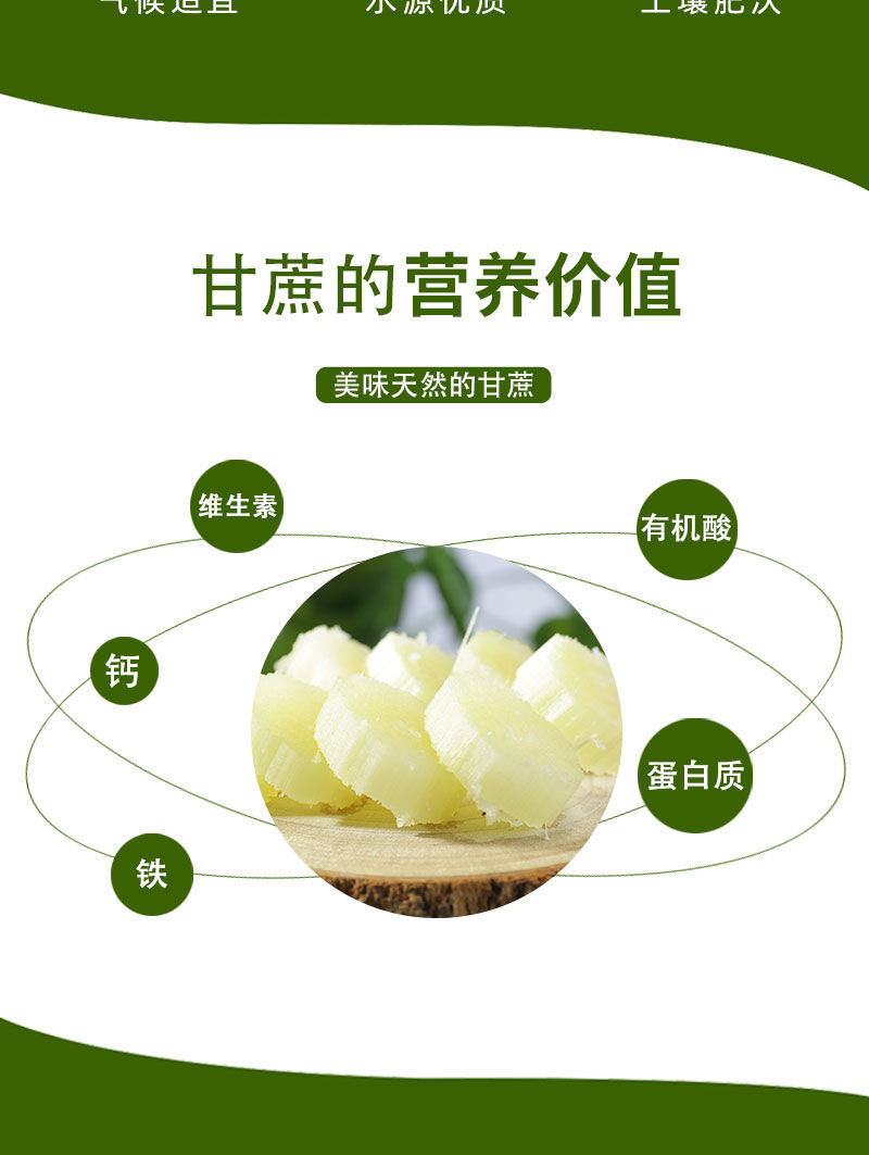 陶山甘蔗 详情图 9