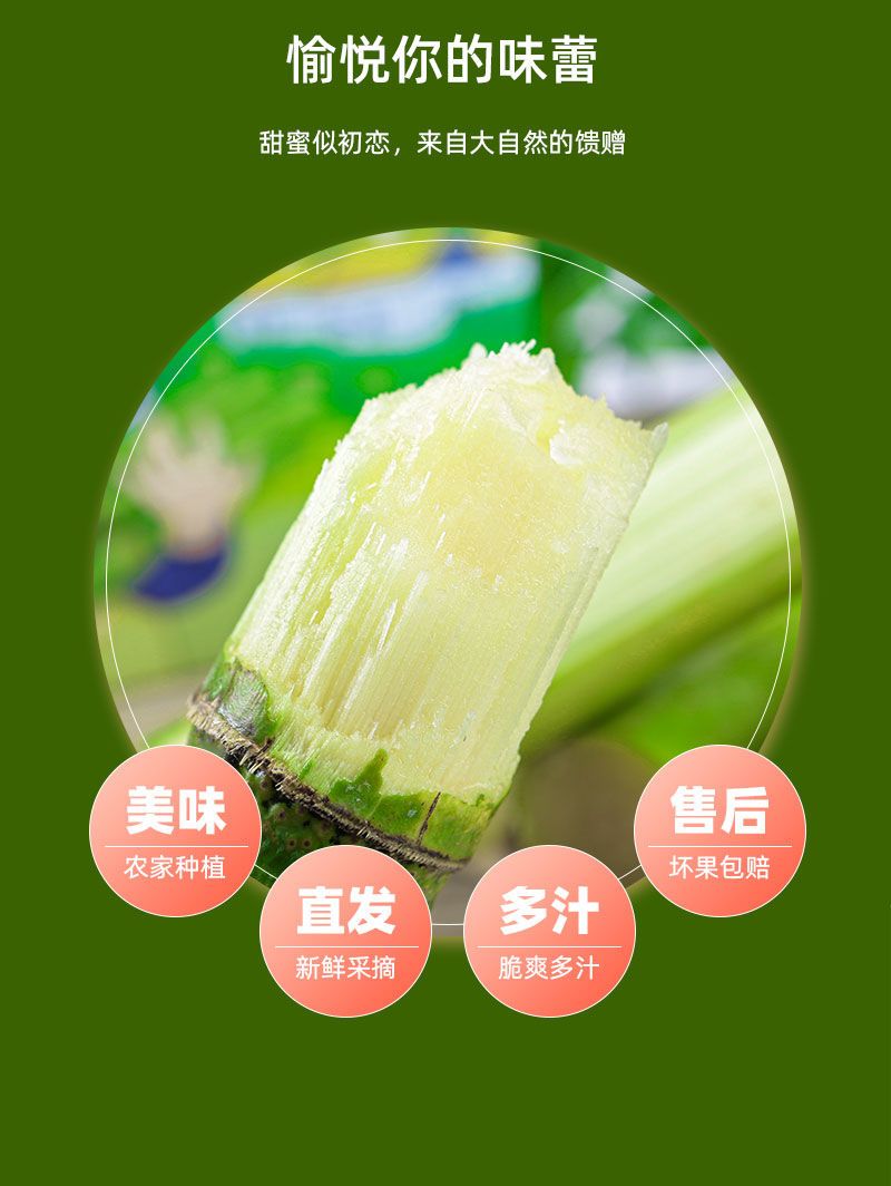 陶山甘蔗 详情图 10