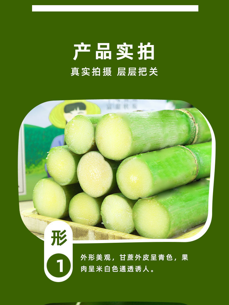 陶山甘蔗 详情图 11