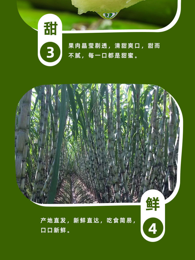 陶山甘蔗 详情图 12