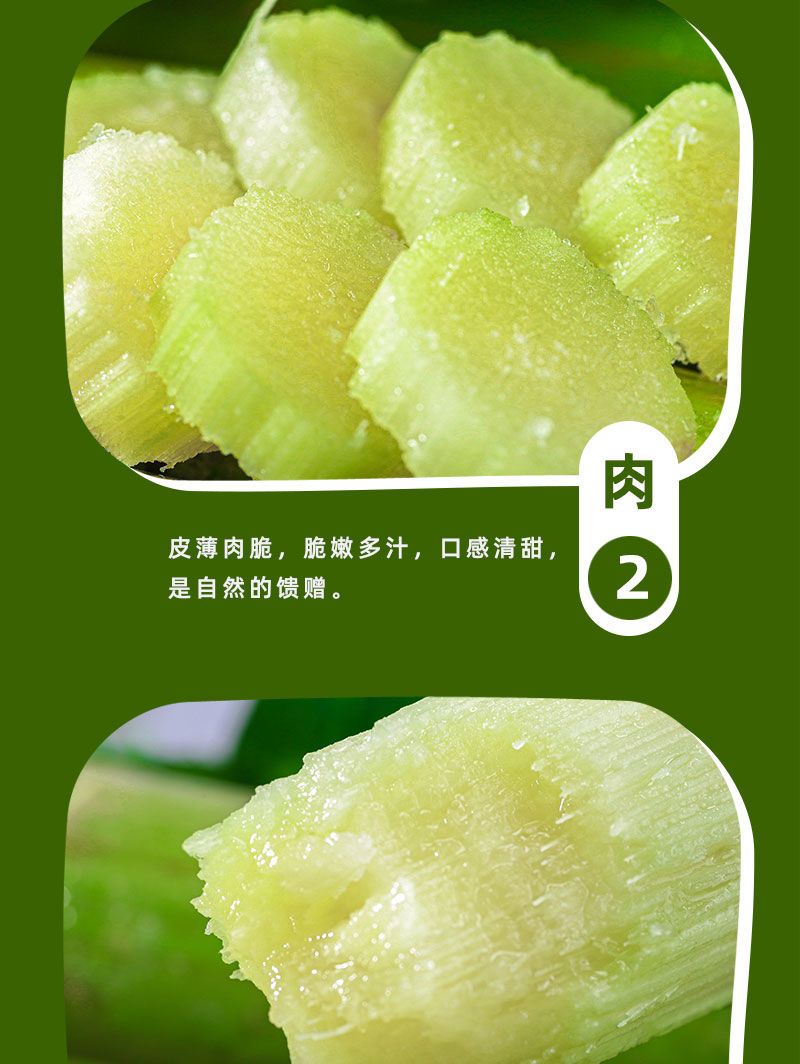 陶山甘蔗 详情图 13