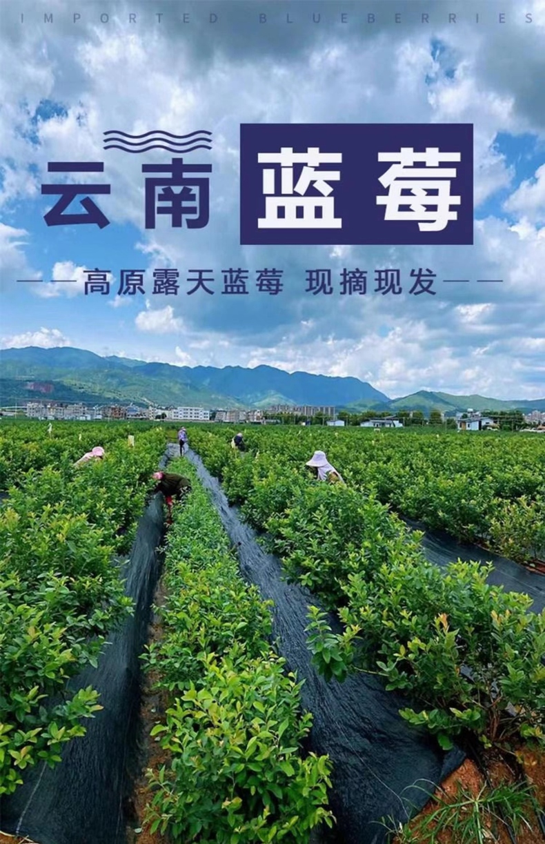 云南蓝莓 详情图 5