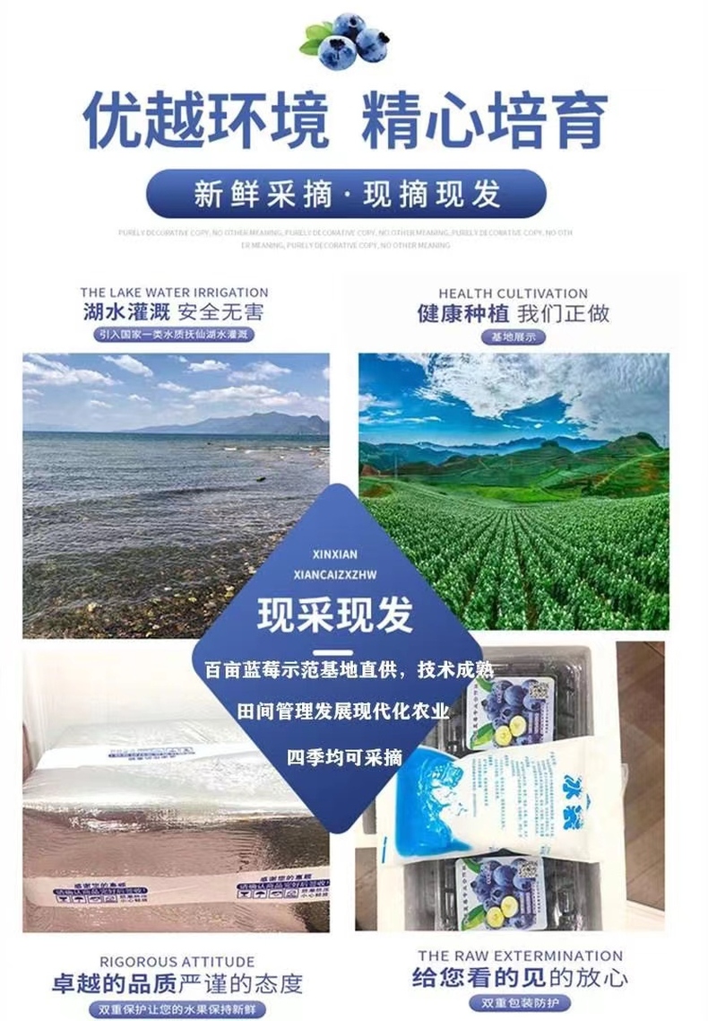 云南蓝莓 详情图 6