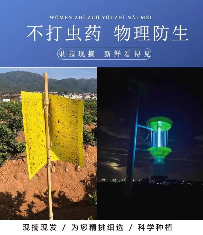 云南蓝莓 详情图 7