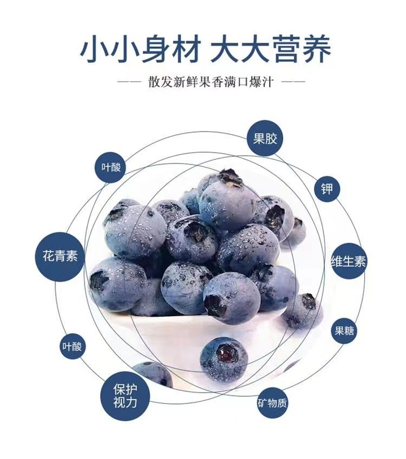 云南蓝莓 详情图 8