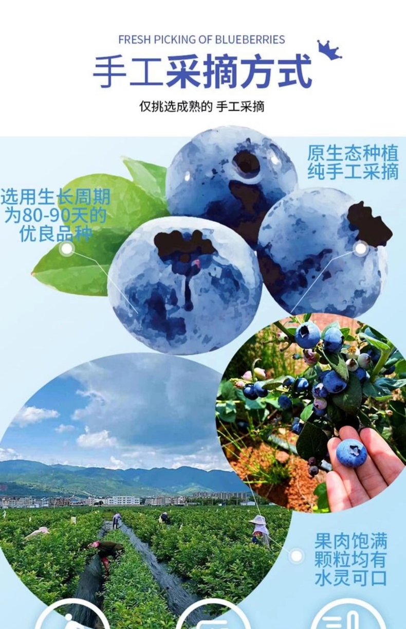 云南蓝莓 详情图 9