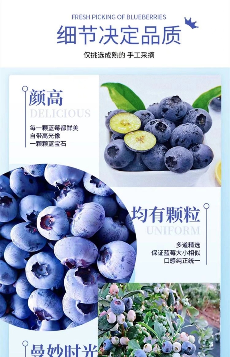 云南蓝莓 详情图 10