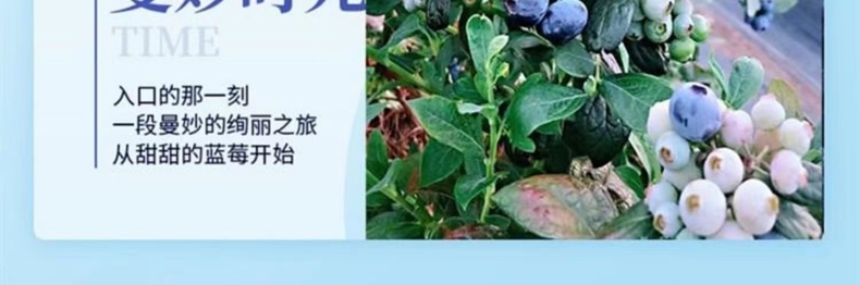 云南蓝莓 详情图 11