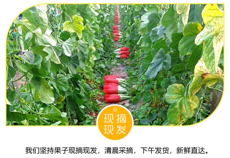 羊角蜜 详情图 6