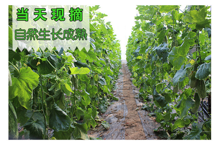 羊角蜜 详情图 15
