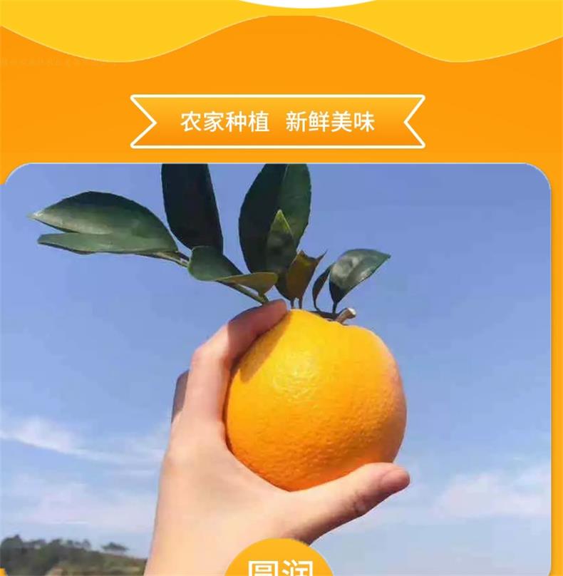赣南脐橙 详情图 7