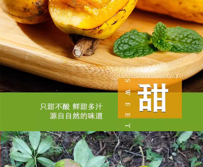 九月黄 详情图 10