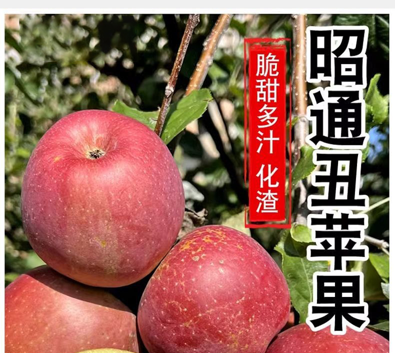 云南昭通丑苹果 详情图 7