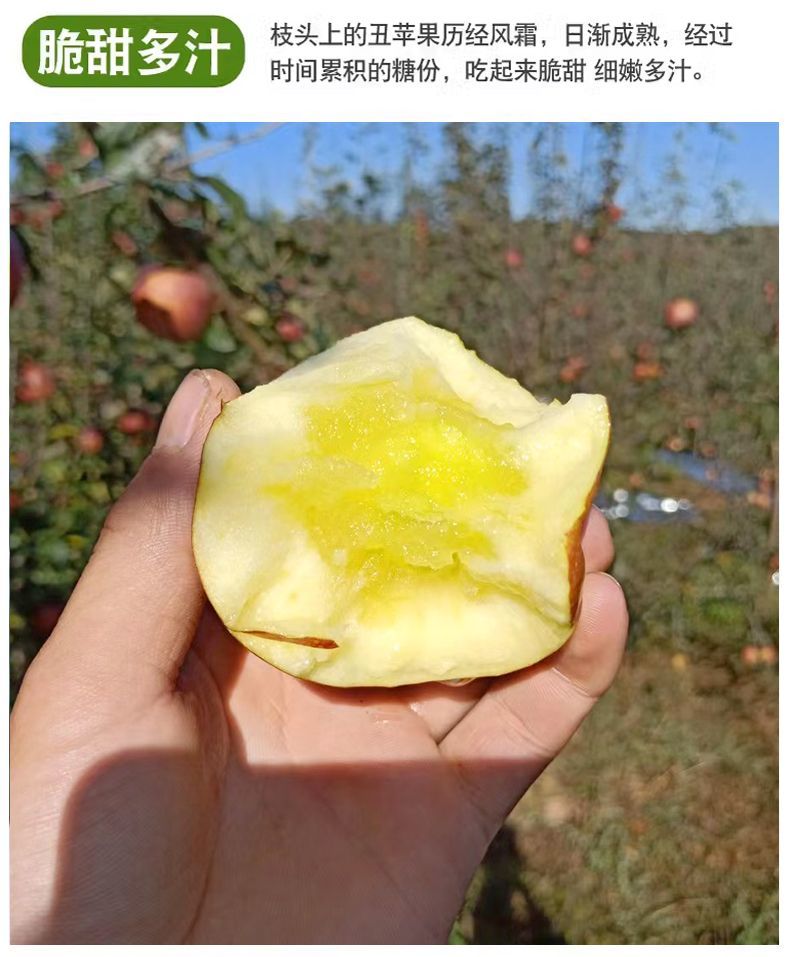 云南昭通丑苹果 详情图 13