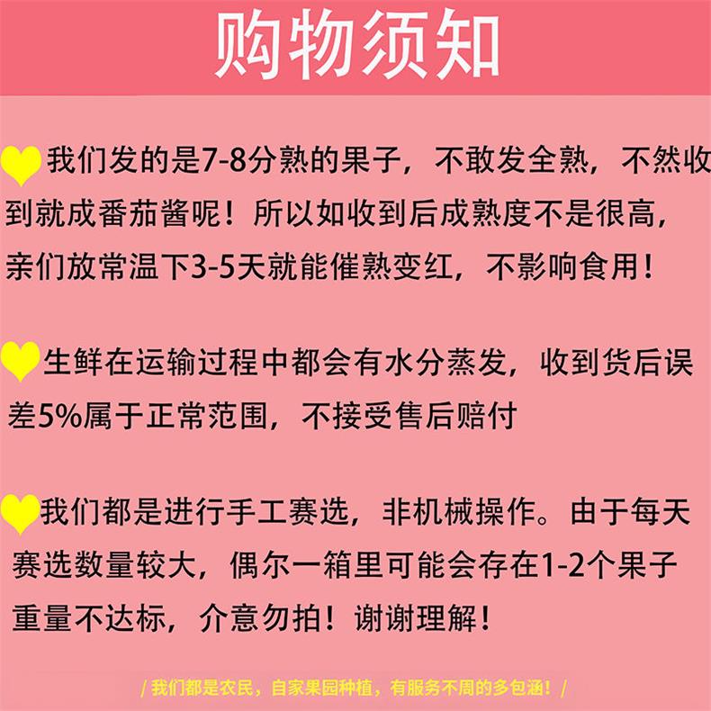 米易沙瓤西红柿 详情图 6