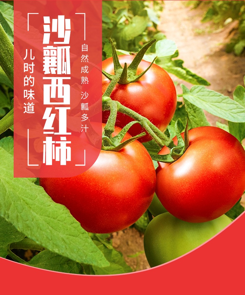 米易沙瓤西红柿 详情图 7