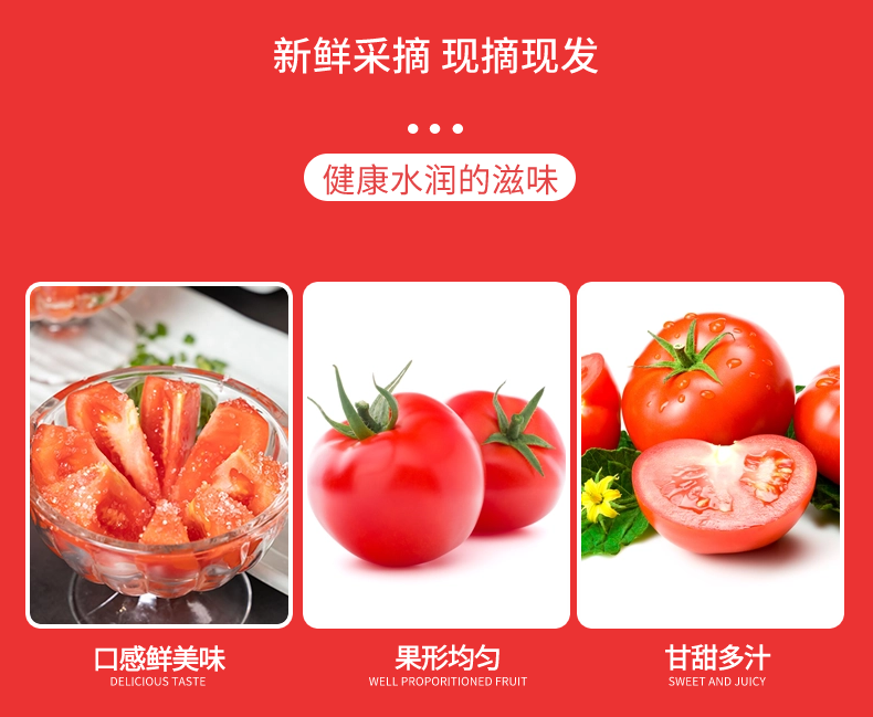 米易沙瓤西红柿 详情图 8