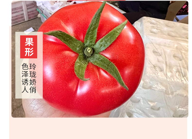 米易沙瓤西红柿 详情图 9