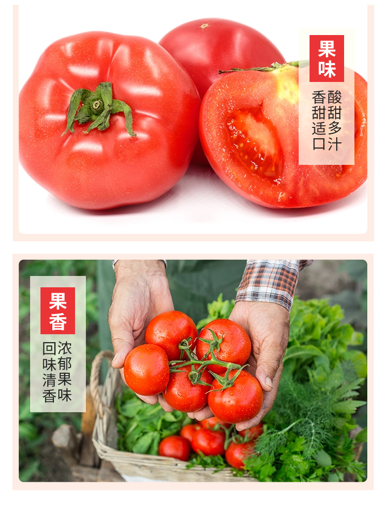 米易沙瓤西红柿 详情图 10