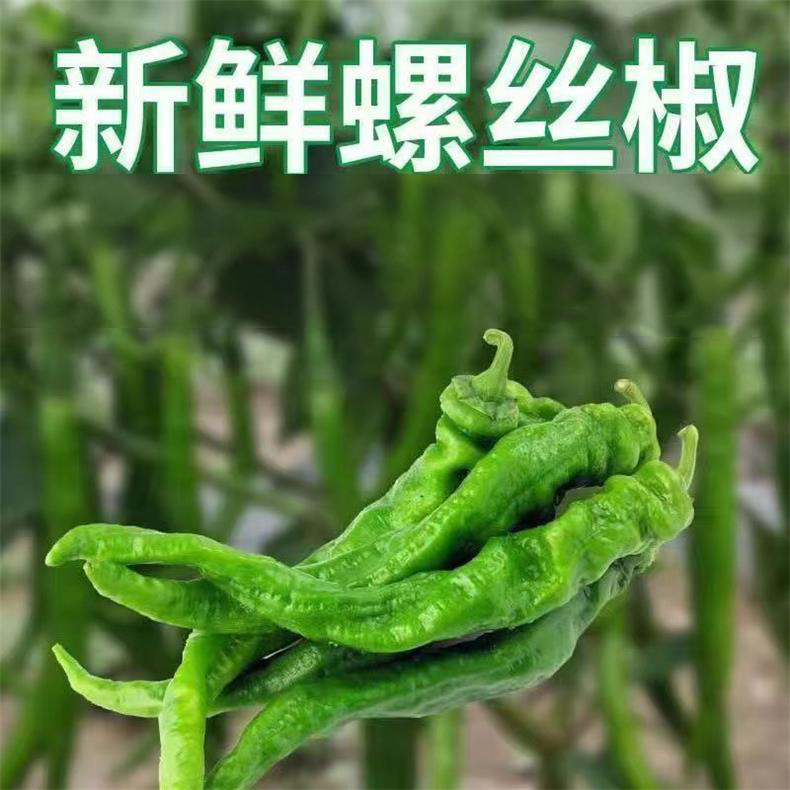 螺丝椒 详情图 5