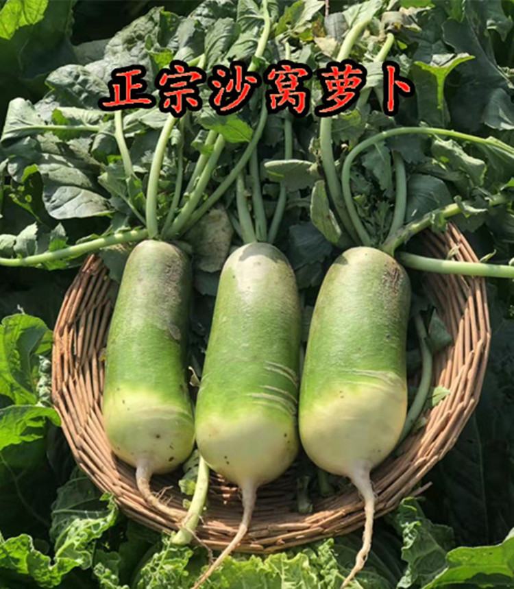 水果萝卜【青萝卜】 详情图 5