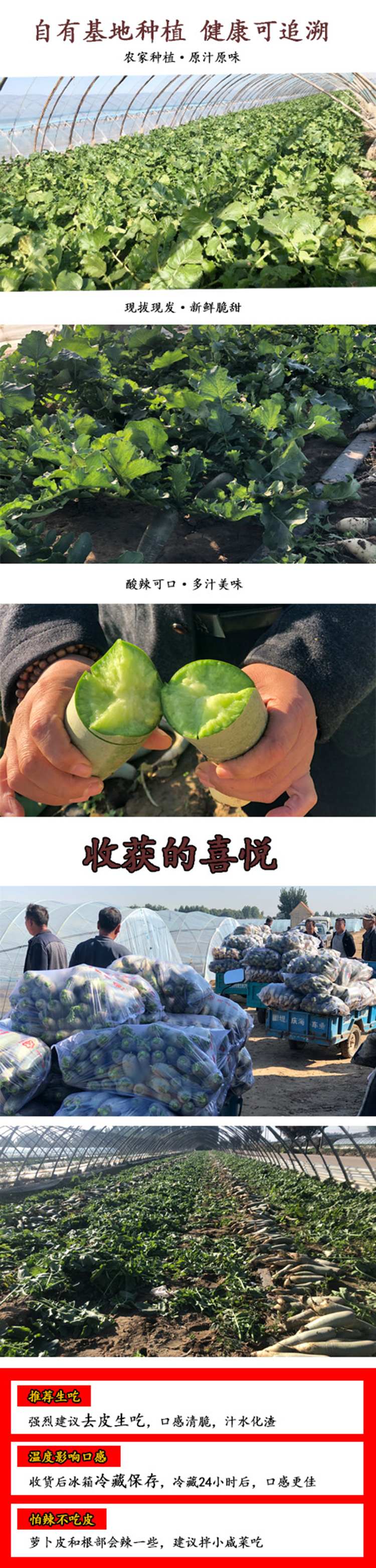 水果萝卜【青萝卜】 详情图 9