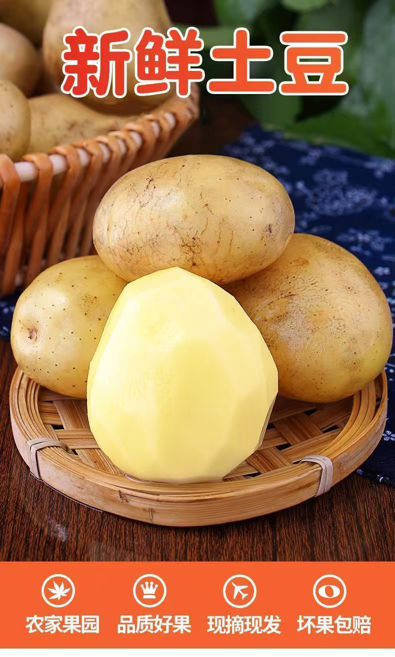 黄皮土豆 详情图 5