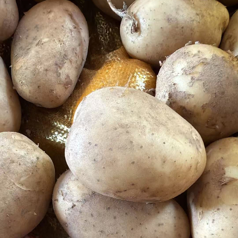 黄皮土豆 详情图 3