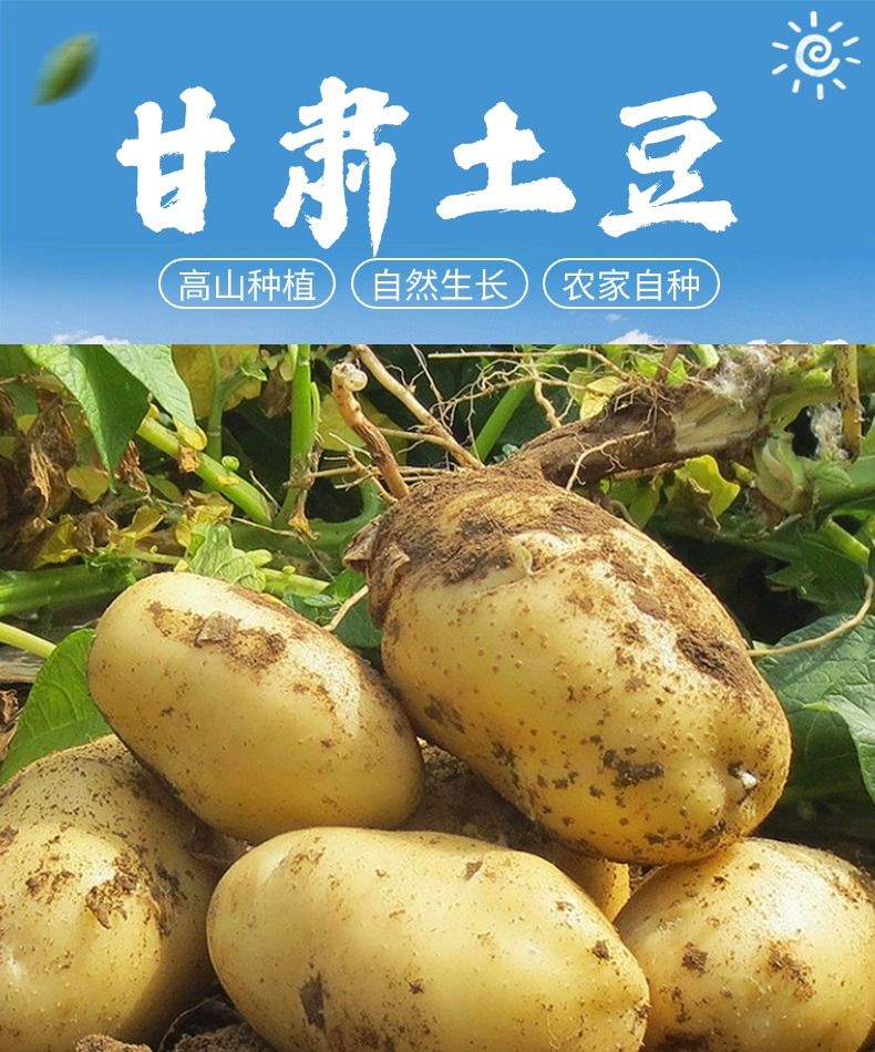 甘肃土豆【希森3号】 详情图 5
