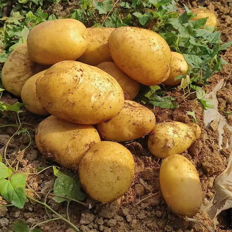 甘肃土豆【希森3号】 详情图 2
