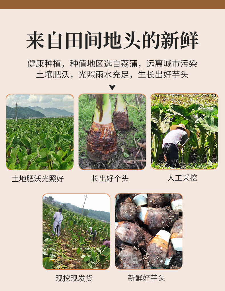 荔浦芋头 详情图 12