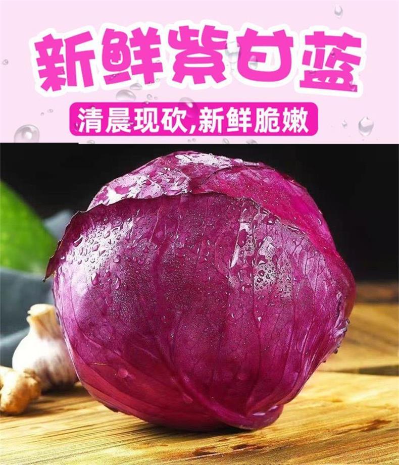 紫甘蓝 详情图 5