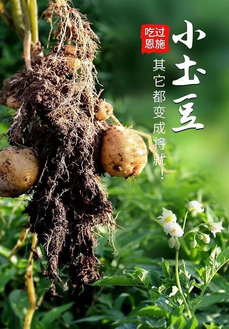 恩施小土豆 详情图 5