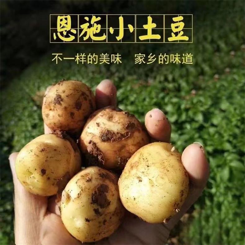 恩施小土豆 详情图 6