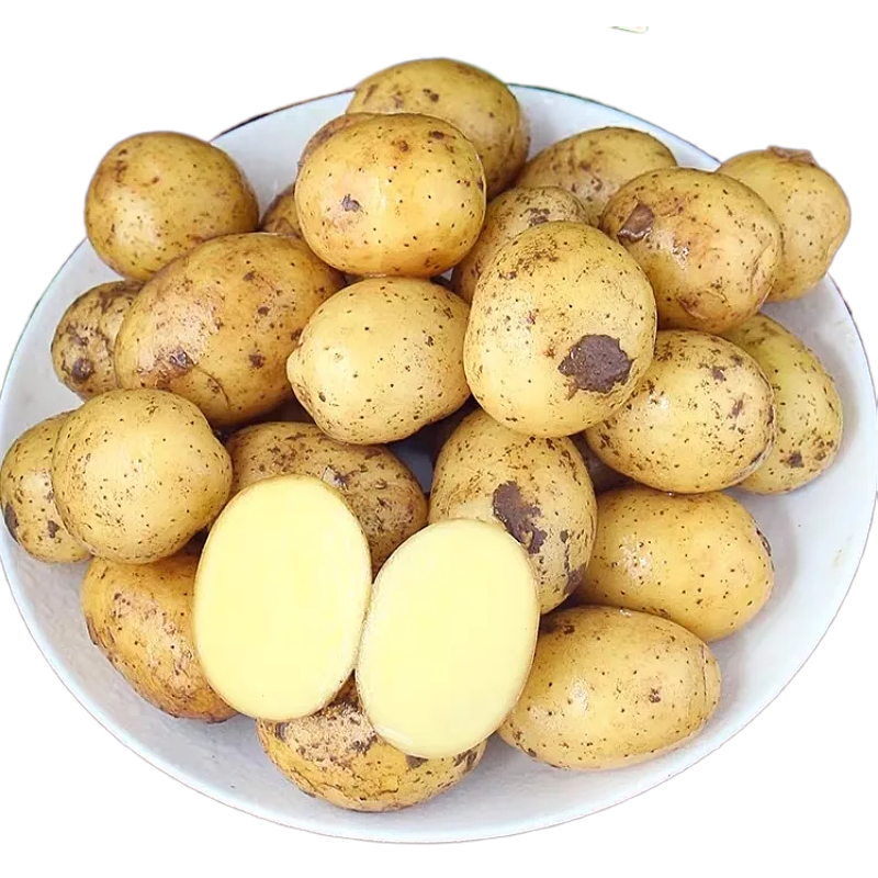 恩施小土豆