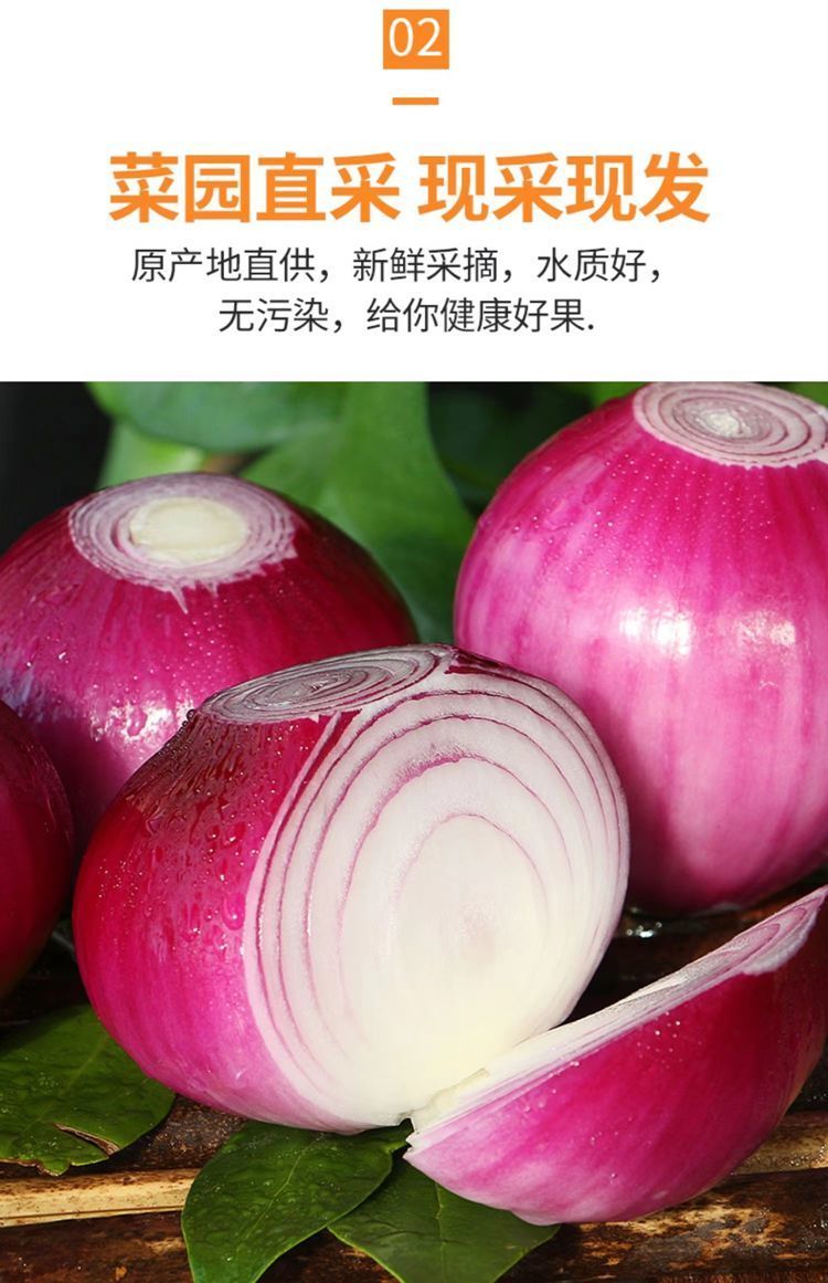 洋葱 详情图 8