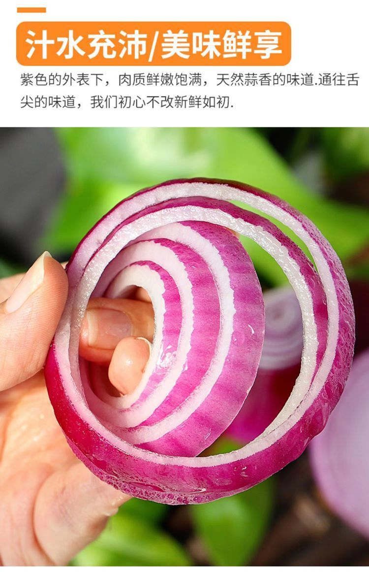 洋葱 详情图 11