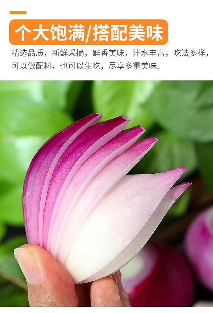 洋葱 详情图 12