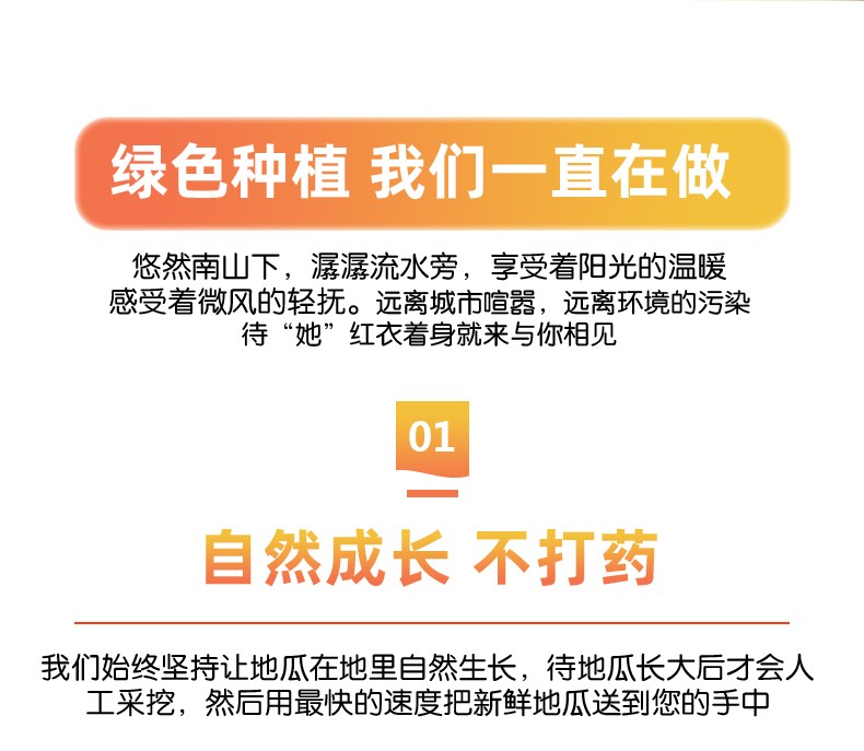 桥头地瓜 详情图 11