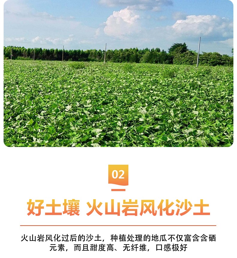 桥头地瓜 详情图 12