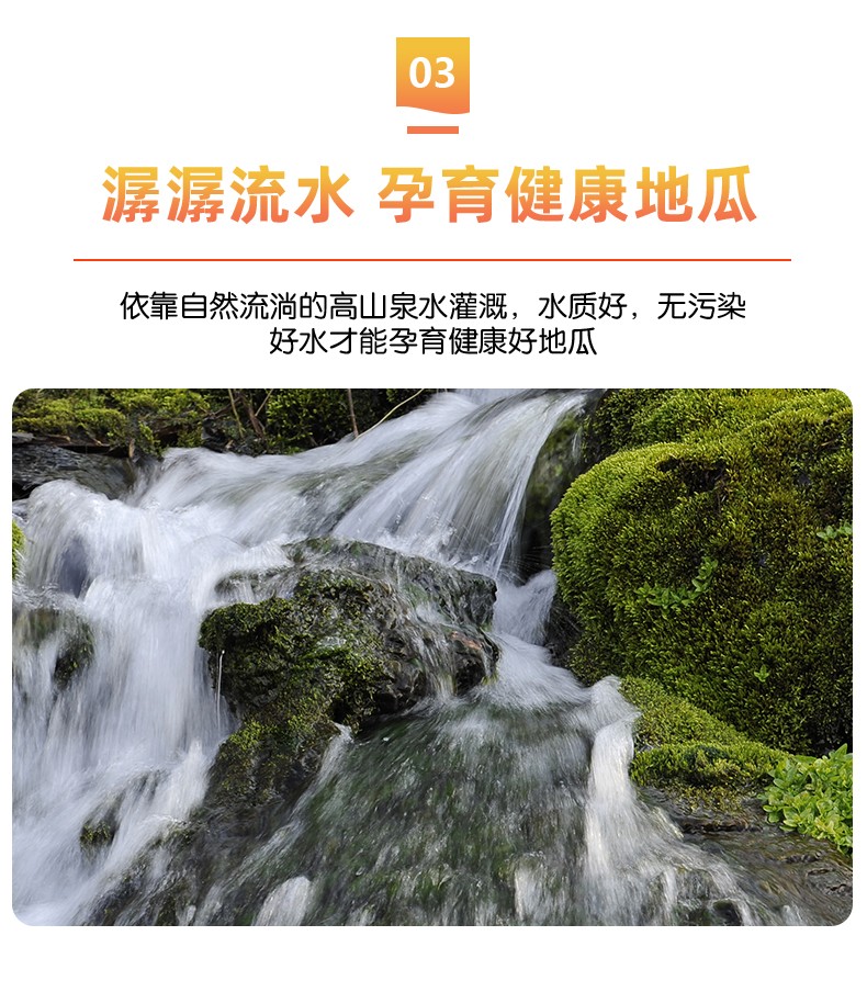 桥头地瓜 详情图 14