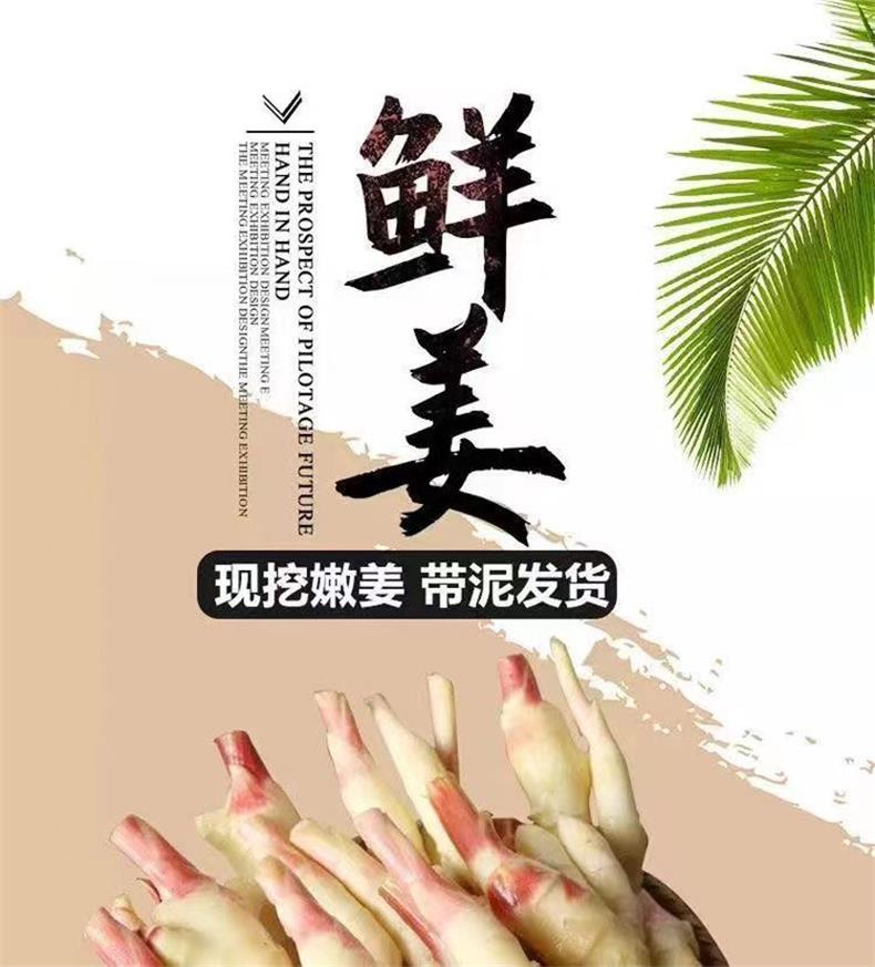 山东红芽嫩姜 详情图 5