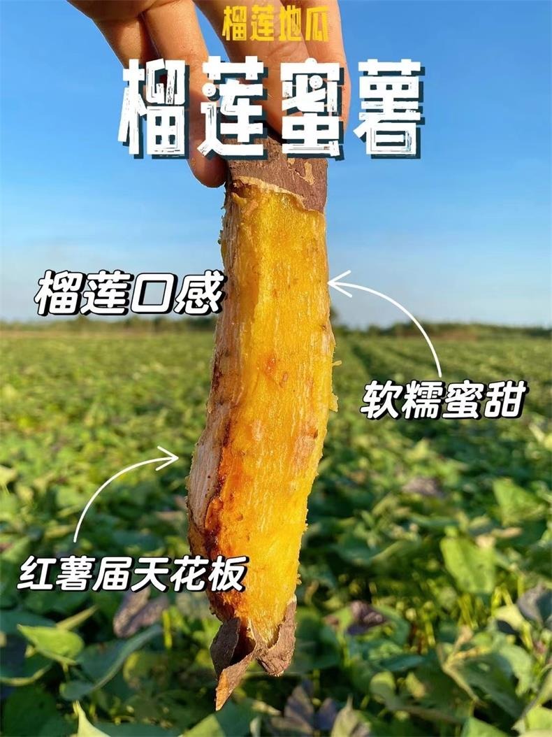 榴莲蜜薯【A级果】 详情图 5