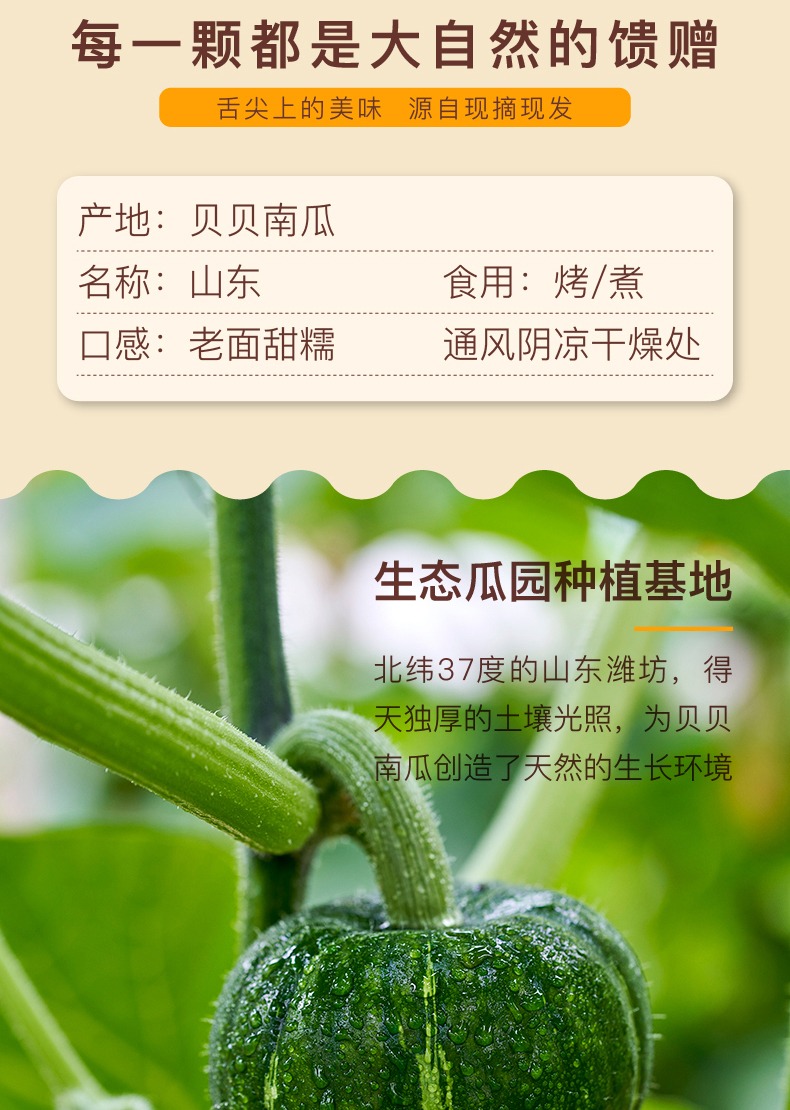 贝贝南瓜 详情图 12