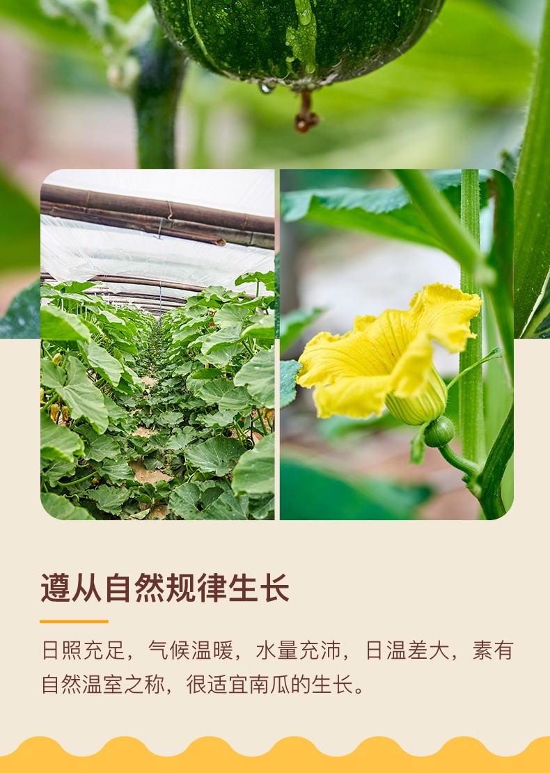 贝贝南瓜 详情图 13