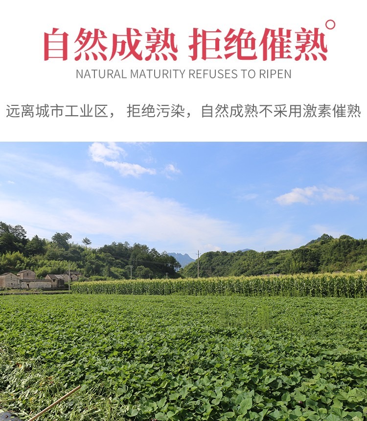 小香薯 详情图 17