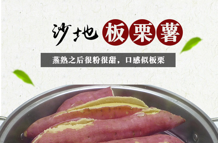 山东板栗红薯 详情图 5