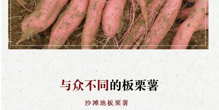 山东板栗红薯 详情图 8