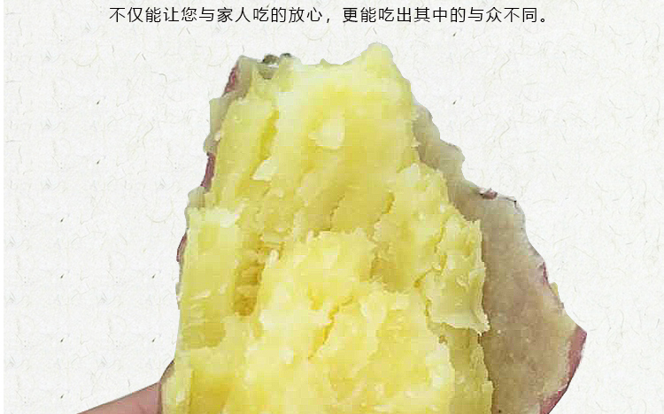 山东板栗红薯 详情图 9