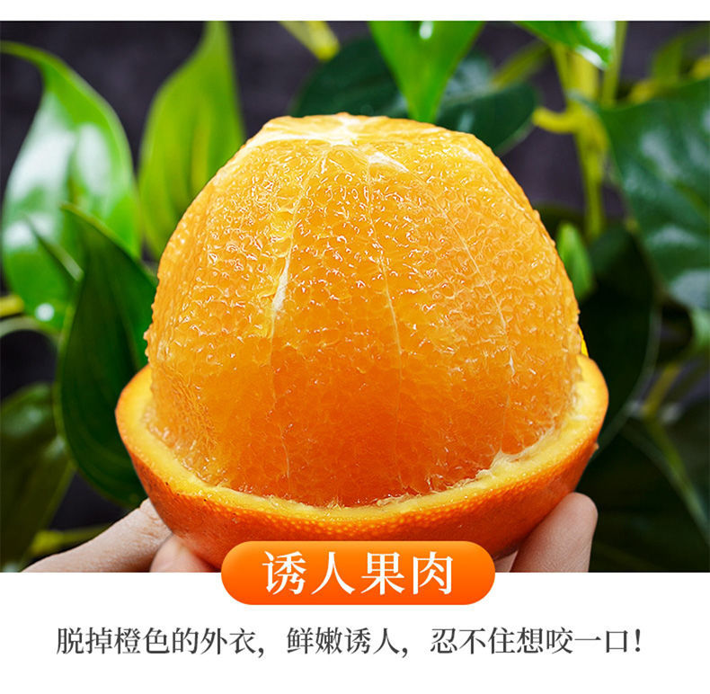 高山脐橙 详情图 6